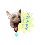 チャイクレ集合！（チャイ語）（個別スタンプ：14）