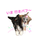 チャイクレ集合！（チャイ語）（個別スタンプ：17）