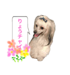 チャイクレ集合！（チャイ語）（個別スタンプ：19）