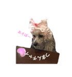 チャイクレ集合！（チャイ語）（個別スタンプ：21）