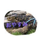 テンくん（個別スタンプ：4）