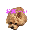 愛しいマリン（個別スタンプ：1）