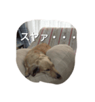 姫ちゃん2（個別スタンプ：6）