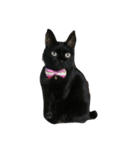 黒猫みーちゃん（個別スタンプ：1）