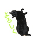 黒猫みーちゃん（個別スタンプ：3）