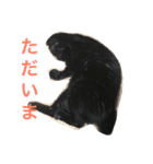 黒猫みーちゃん（個別スタンプ：6）