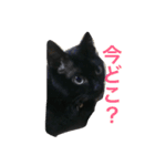 黒猫みーちゃん（個別スタンプ：9）