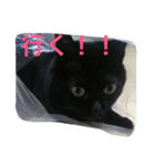黒猫みーちゃん（個別スタンプ：11）