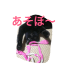 黒猫みーちゃん（個別スタンプ：13）