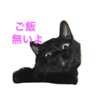黒猫みーちゃん（個別スタンプ：15）