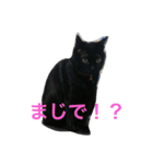 黒猫みーちゃん（個別スタンプ：16）