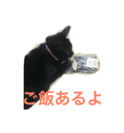 黒猫みーちゃん（個別スタンプ：17）