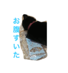 黒猫みーちゃん（個別スタンプ：18）