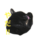 黒猫みーちゃん（個別スタンプ：20）