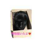 黒猫みーちゃん（個別スタンプ：22）