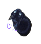 黒猫みーちゃん（個別スタンプ：23）