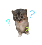 可愛い動物たち。あいさつ☆彡（個別スタンプ：6）