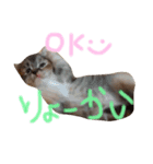 可愛い動物たち。あいさつ☆彡（個別スタンプ：8）