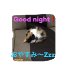 三毛猫 nana 02（個別スタンプ：2）