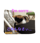 三毛猫 nana 02（個別スタンプ：3）