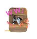 三毛猫 nana 02（個別スタンプ：4）