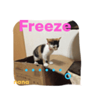 三毛猫 nana 02（個別スタンプ：5）