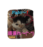 三毛猫 nana 02（個別スタンプ：6）