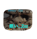 三毛猫 nana 02（個別スタンプ：7）