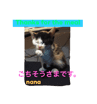 三毛猫 nana 02（個別スタンプ：8）