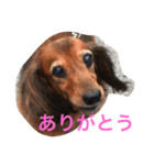 ミニチュアダックスフンドのココちゃん（個別スタンプ：1）