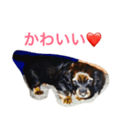 ミニチュアダックスフンドのココちゃん（個別スタンプ：3）