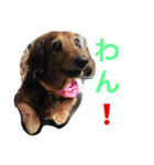 ミニチュアダックスフンドのココちゃん（個別スタンプ：6）