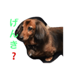 ミニチュアダックスフンドのココちゃん（個別スタンプ：8）