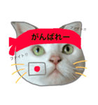 みるく と いっしょ（個別スタンプ：13）