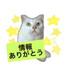 みるく と いっしょ（個別スタンプ：18）