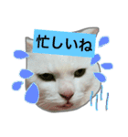 みるく と いっしょ（個別スタンプ：30）