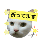みるく と いっしょ（個別スタンプ：31）