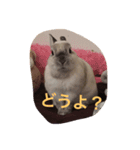みいのつぶやき（個別スタンプ：8）