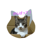 my cat！！！！！（個別スタンプ：1）