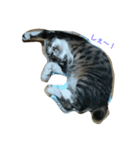 my cat！！！！！（個別スタンプ：2）