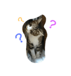 my cat！！！！！（個別スタンプ：3）