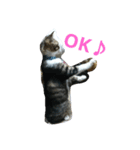my cat！！！！！（個別スタンプ：6）