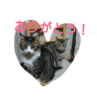 my cat！！！！！（個別スタンプ：7）