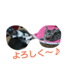 my cat！！！！！（個別スタンプ：8）