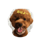 トイプー こた（個別スタンプ：1）