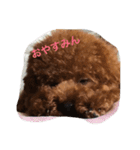 トイプー こた（個別スタンプ：2）
