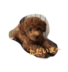 トイプー こた（個別スタンプ：6）