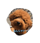 トイプー こた（個別スタンプ：11）