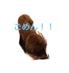 トイプー こた（個別スタンプ：16）