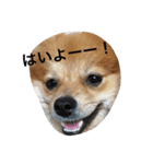 chip＆parl（個別スタンプ：4）
